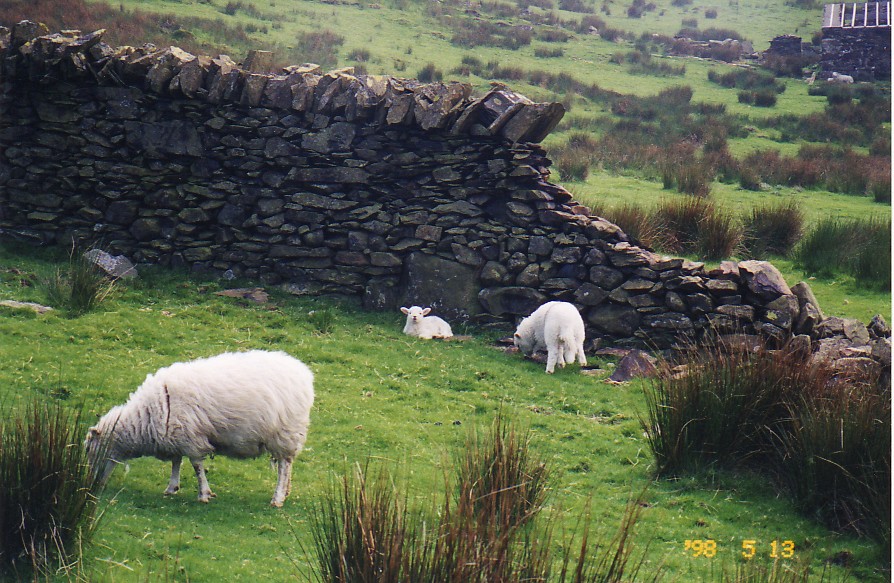 snowden sheep